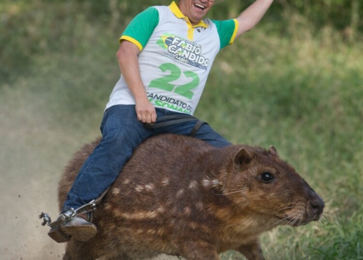 Opinião  – Paca que condena, também absolve