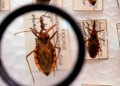 Saúde anuncia R$ 12 milhões para enfrentamento da doença de Chagas