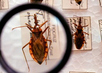 Saúde anuncia R$ 12 milhões para enfrentamento da doença de Chagas