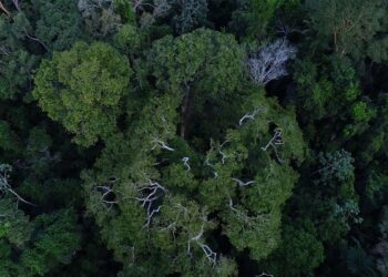 Política de cooperação com municípios reduz incêndios na Amazônia