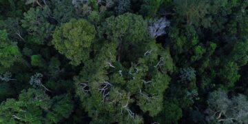 Política de cooperação com municípios reduz incêndios na Amazônia