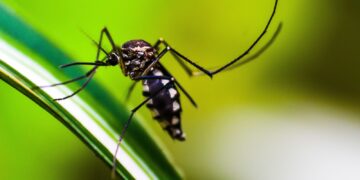 Casos de dengue no Brasil caem 75% em 2026
