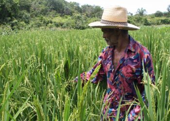 Projeto estabelece percentual de produtos da agricultura familiar em cestas básicas — Senado Notícias