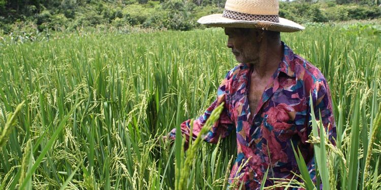 Projeto estabelece percentual de produtos da agricultura familiar em cestas básicas — Senado Notícias
