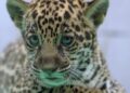 Onça-pintada nascida no BioParque Vale Amazônia ganha o nome de Xingu