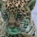 Onça-pintada nascida no BioParque Vale Amazônia ganha o nome de Xingu