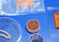 Embrapa produz em laboratório salmão, caviar e anéis de lula veganos