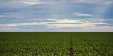 Fazenda estuda Fundo Garantidor para dívidas rurais