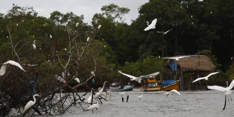 Amazônia Soberana: programa vai combater crimes em áreas de fronteira
