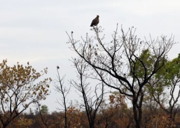 Novas tecnologias ajudam brigadistas a proteger o Cerrado de incêndios