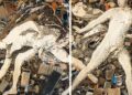 Exposição no CCBB Rio celebra trajetória do artista Vik Muniz