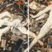 Exposição no CCBB Rio celebra trajetória do artista Vik Muniz