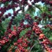 Exigências regulatórias da UE podem embarreirar pequenos cafeicultores