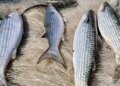 Pesca de tainha na modalidade arrasto de praia está suspensa
