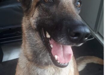 Hope, ela se foi aos 9 anos e deixou muitas histórias