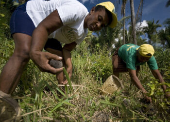 Lei reconhece ofício das quebradeiras de coco babaçu como manifestação cultural — Senado Notícias
