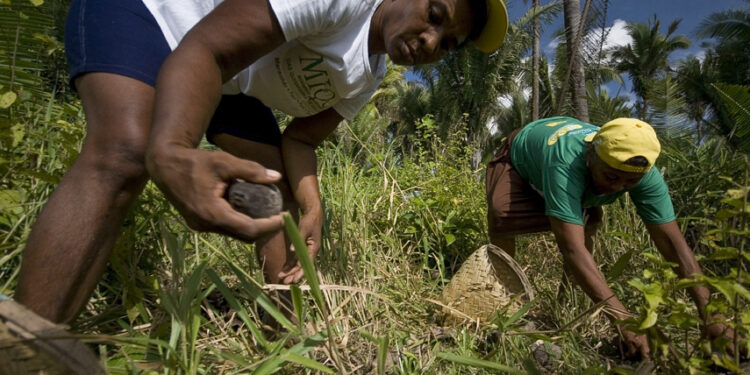 Lei reconhece ofício das quebradeiras de coco babaçu como manifestação cultural — Senado Notícias