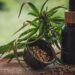 Projeto apoia mães e crianças atípicas tratadas à base de cannabis