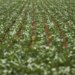 Entenda impasse entre bancada do agro e governo sobre dívidas rurais