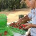 Finep vai pagar R$ 220 milhões para inovações em agricultura familiar 