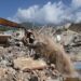 Sobe para 2.595 número de mortos em terremotos na Venezuela