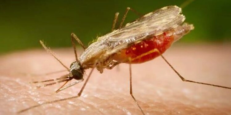 Cientistas da Fiocruz podem produzir vacina completa contra a malária