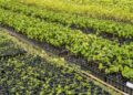 Casal produz espécies nativas da Amazônia e impulsiona reflorestamento