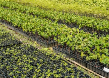 Casal produz espécies nativas da Amazônia e impulsiona reflorestamento