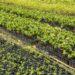 Casal produz espécies nativas da Amazônia e impulsiona reflorestamento